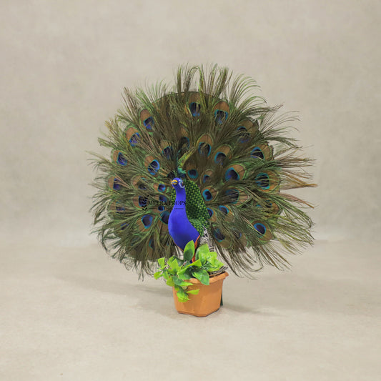 Peacock Feather Showpiece