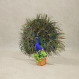 Peacock Feather Showpiece